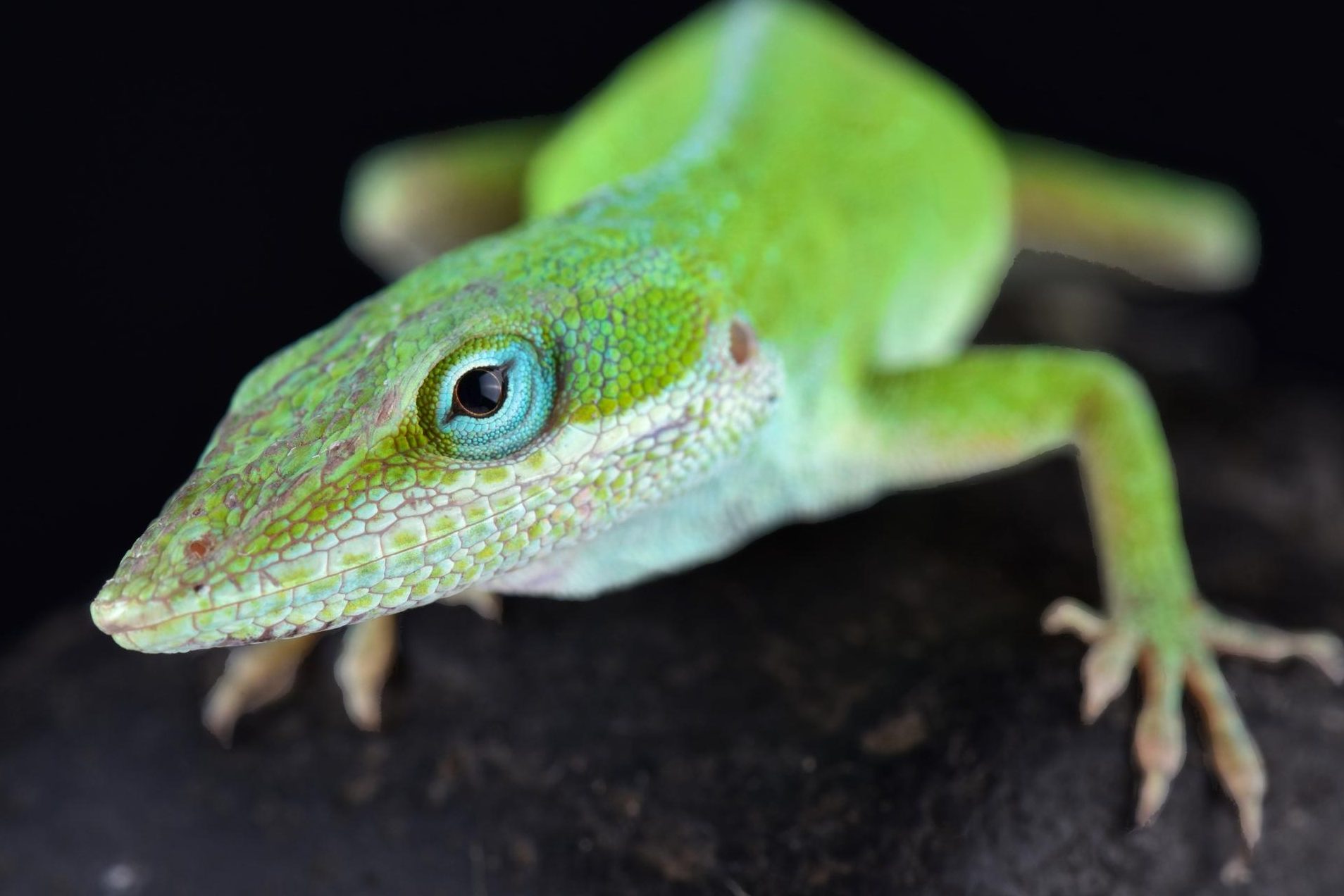 descubre que es la evolucion convergente y sus numerosos ejemplos