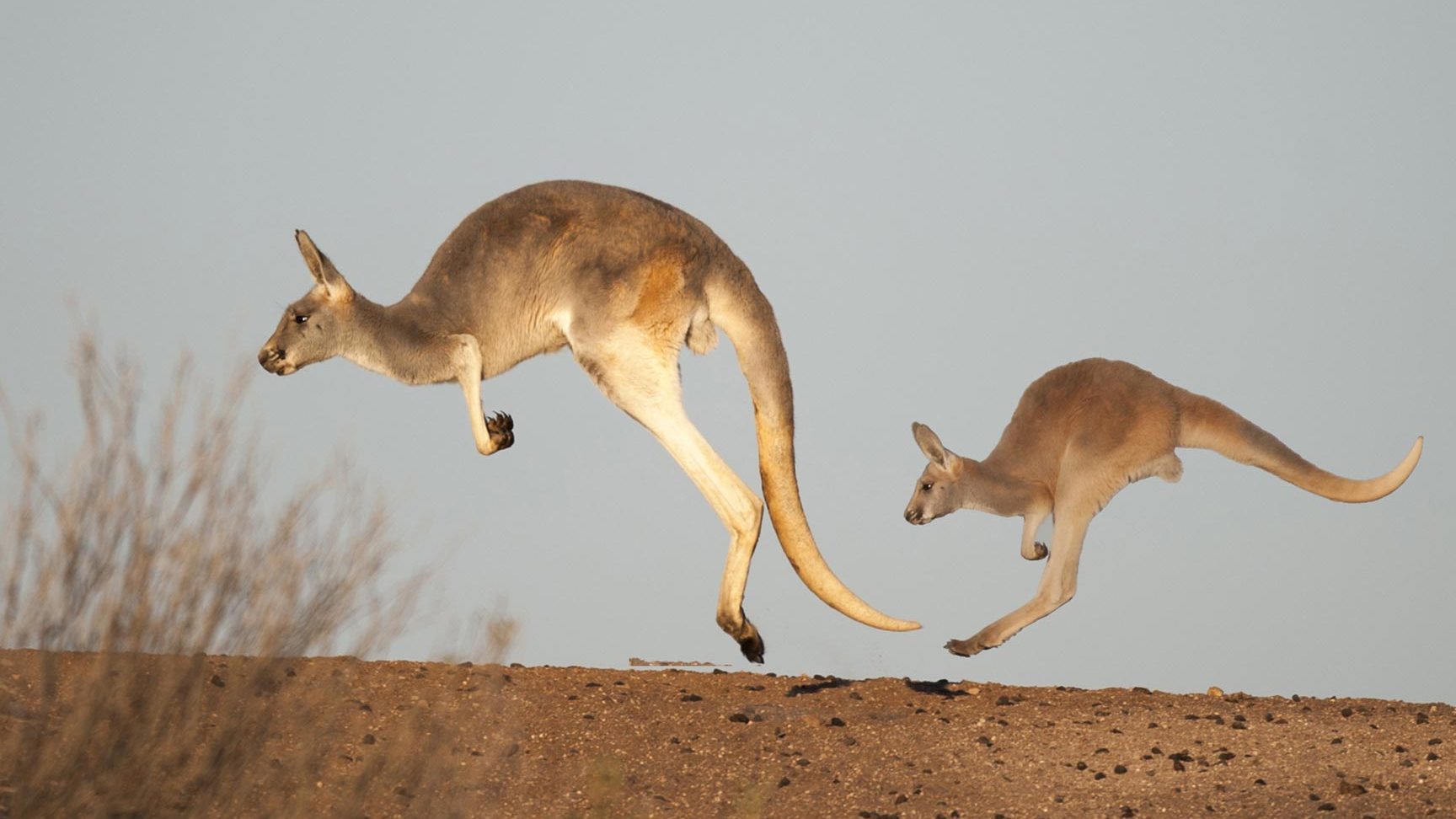 descubriendo el asombroso mundo de los animales que saltan