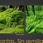 descubriendo el fascinante mundo de los licopodios plantas ancestrales