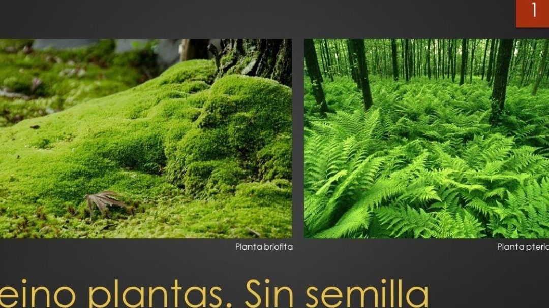 descubriendo el fascinante mundo de los licopodios plantas ancestrales