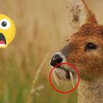 descubriendo el mundo de los animales grandes raros y peculiares