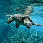 descubriendo la fauna del oceano atlantico animales y mas
