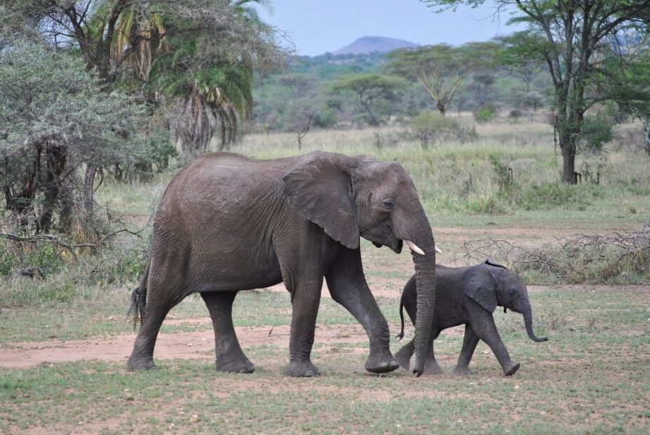 descubriendo la selva africana el maravilloso mundo de la selva africana