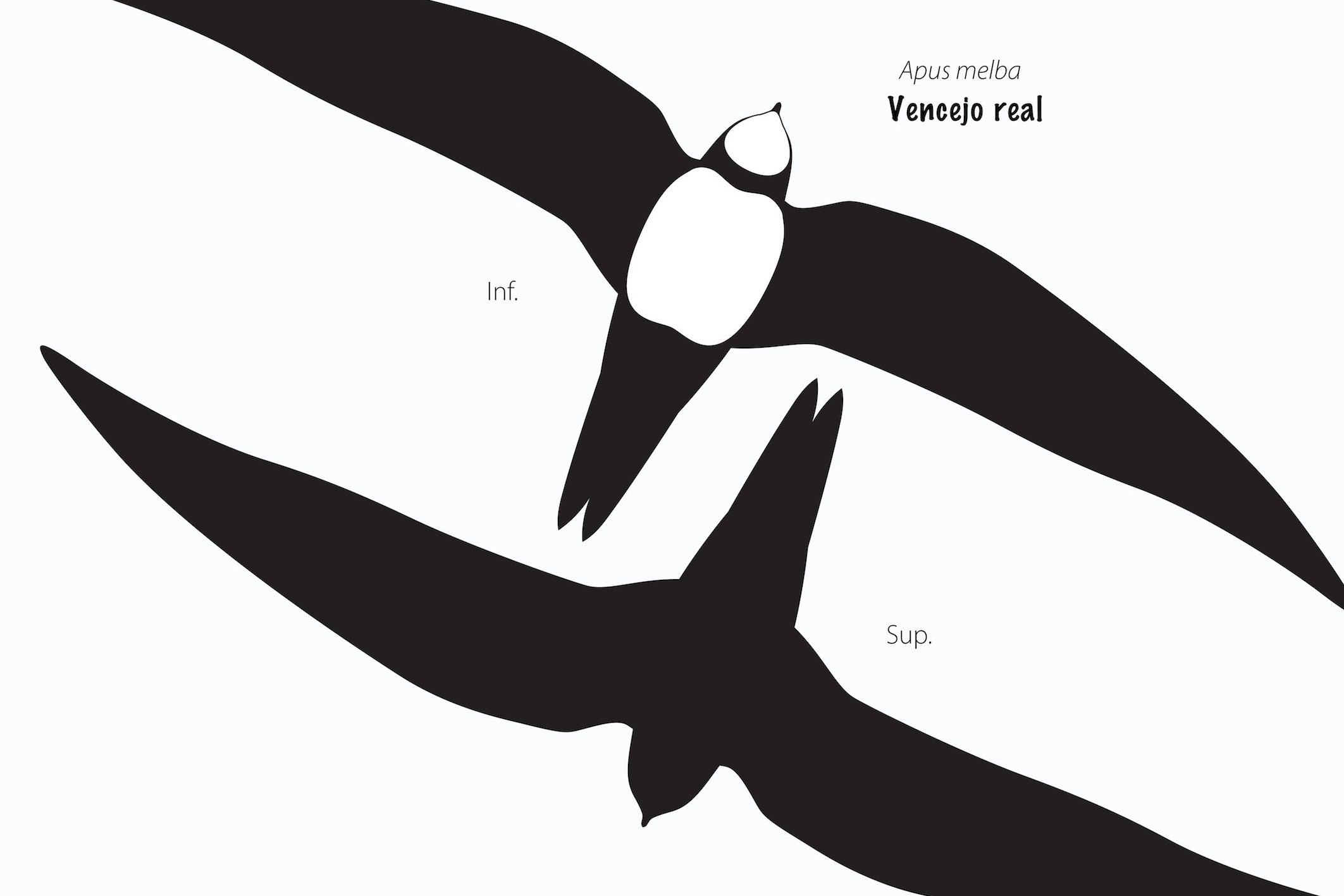 descubriendo las diferencias entre golondrina y avion golondrinas y aviones vencejos y mas