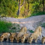 descubriendo los asombrosos animales que viven en cuevas fauna de cuevas