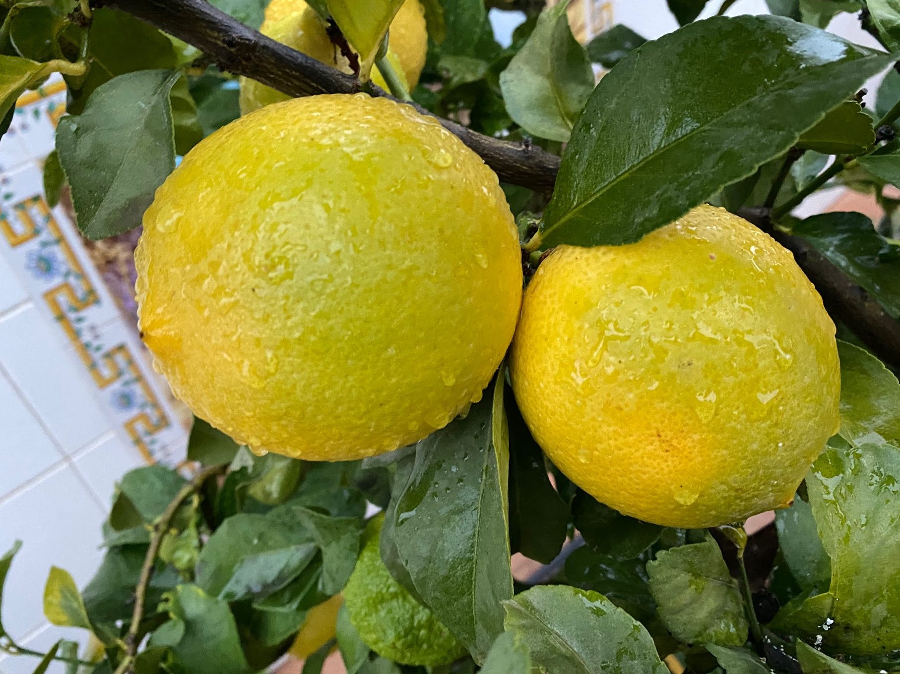descubriendo los tipos de limones raros y variedades de limoneros