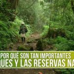 descubriendo que es un bosque primario ecosistemas esenciales del planeta