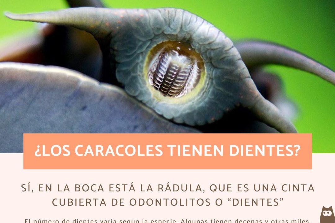 dientes de un caracol realmente tienen dientes los caracoles