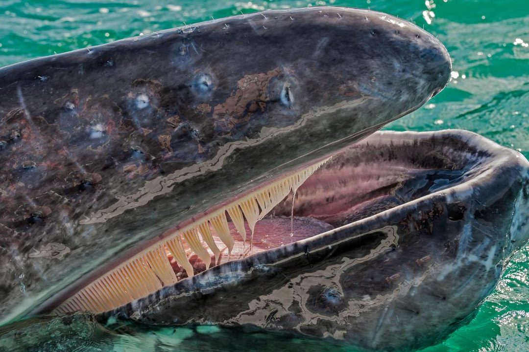 dientes de una ballena la ballena tiene dientes o no