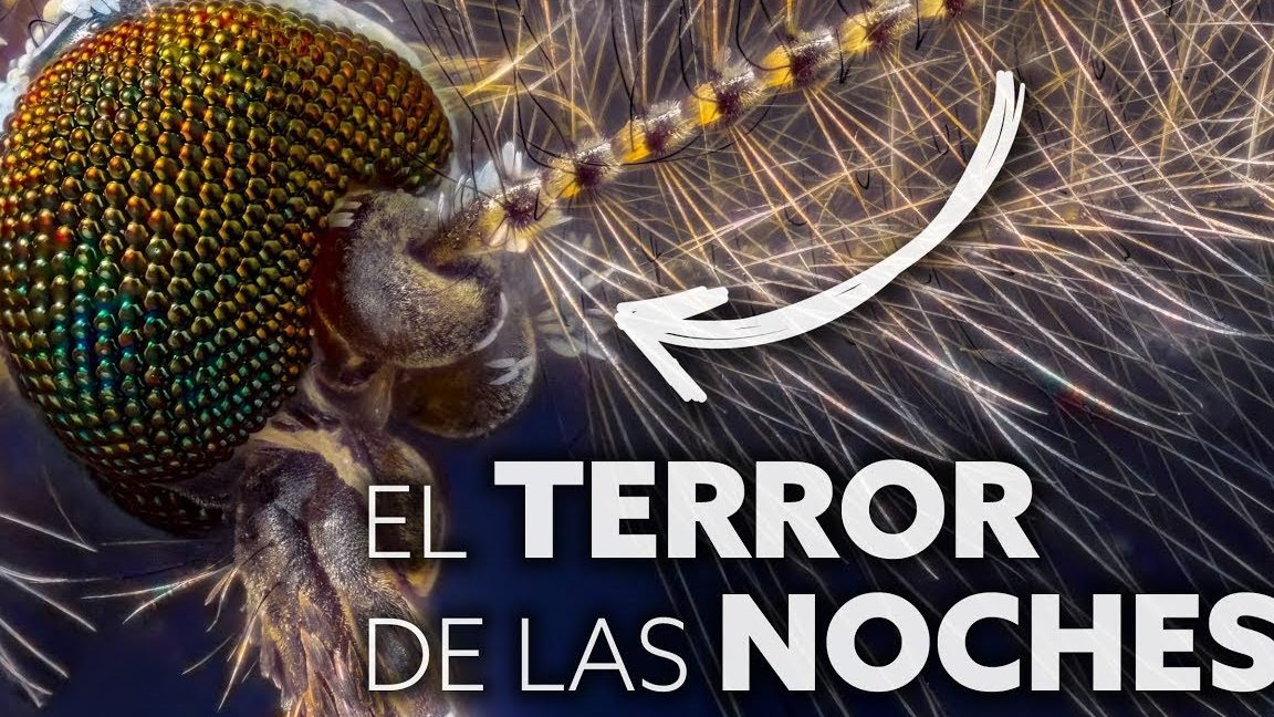 dientes mosquito fotos dientes de mosquito microscopio y cuantos dientes tiene un mosquito