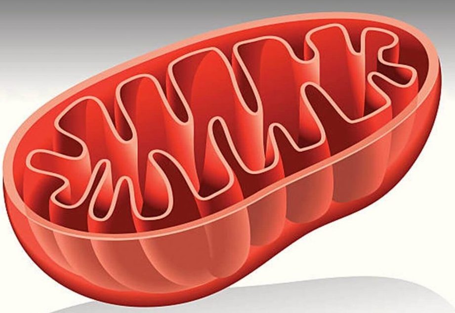 diferencia entre catabolismo y anabolismo un analisis exhaustivo