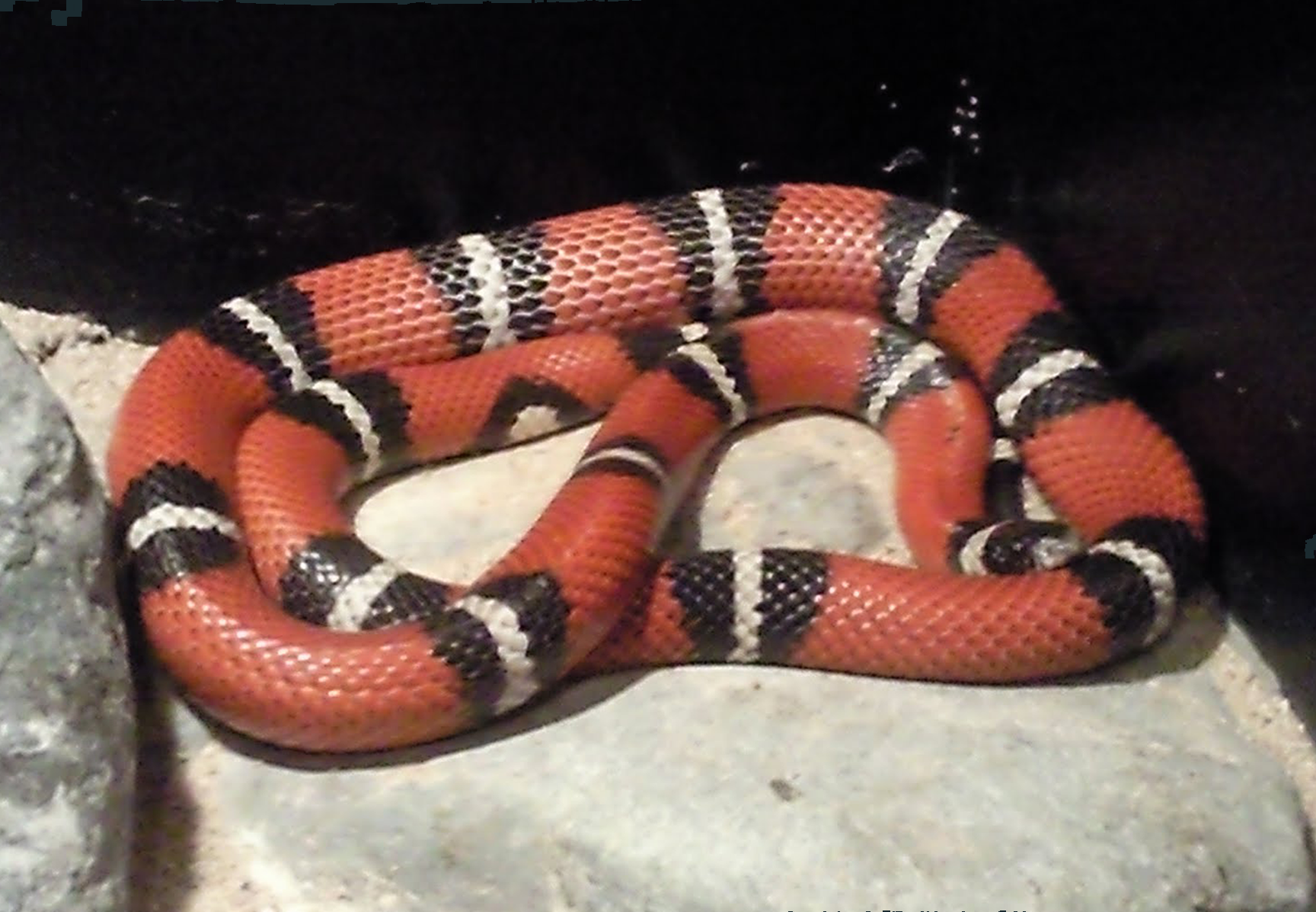 diferencia entre coral y falsa coral serpiente coral y falsa coral