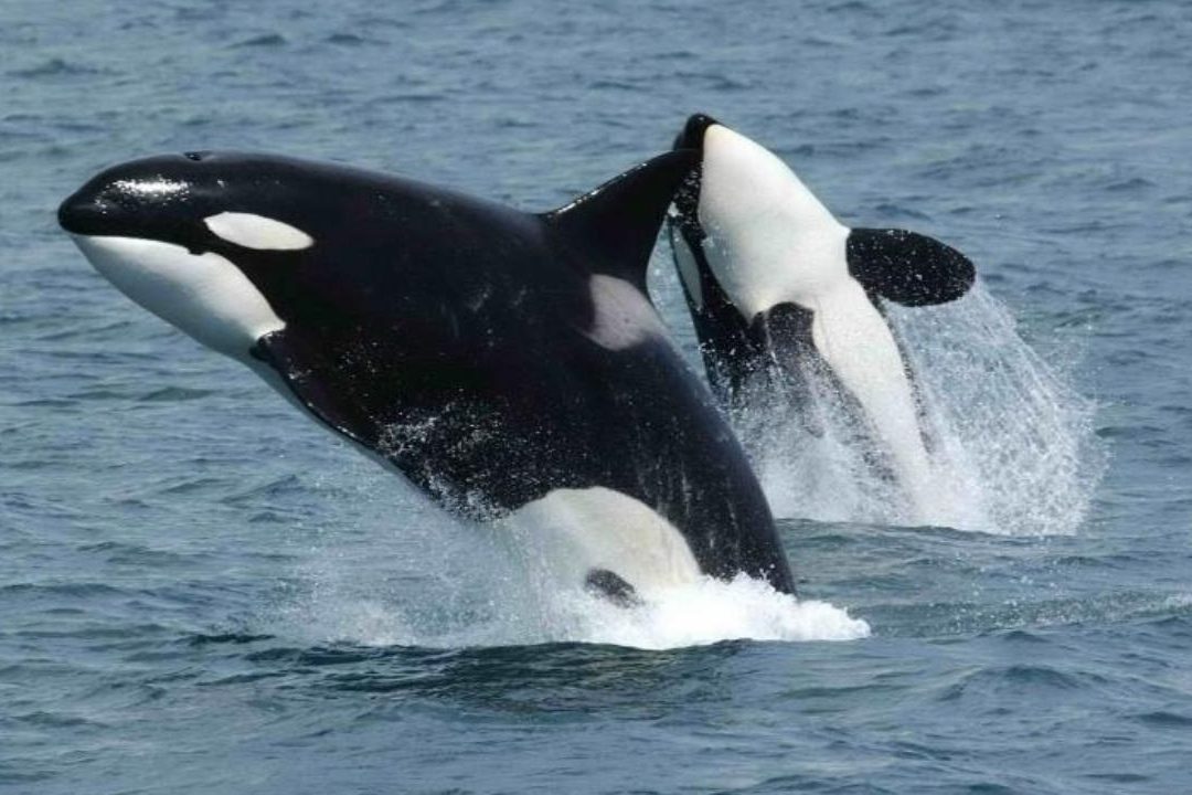 diferencia entre orca y ballena una orca es una ballena