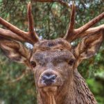 diferencia entre venado y ciervo reno y ciervo son lo mismo