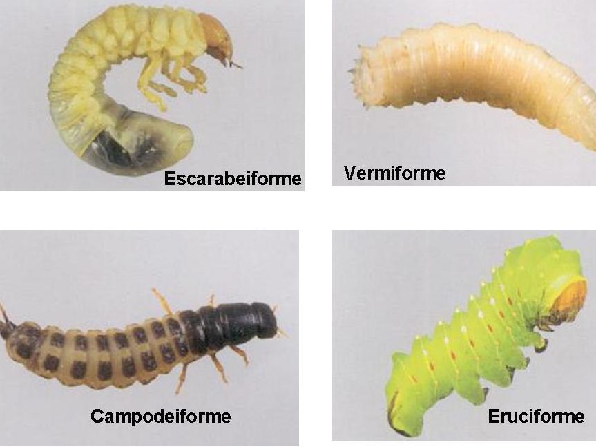 dipteros conociendo los insectos dipteros y sus ejemplos