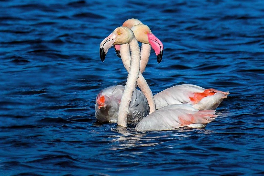 disfrutando de las especies de flamencos tipos de phoenicopterus