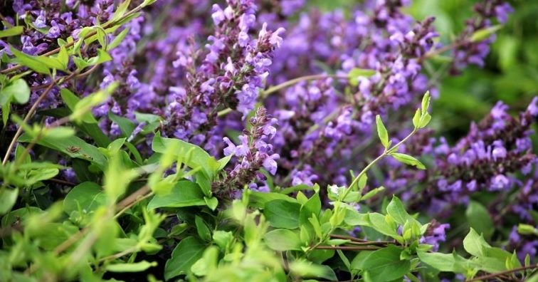 diversidad de plantas de cataluna y animales tipicos de cataluna
