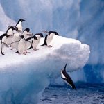 donde habitan los pinguinos descubramos sus habitats y alimentacion