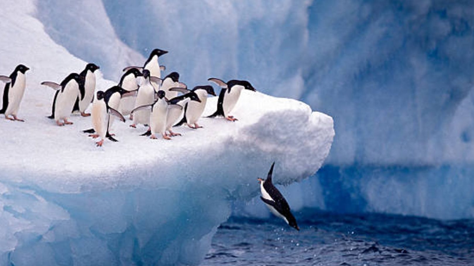 donde habitan los pinguinos descubramos sus habitats y alimentacion