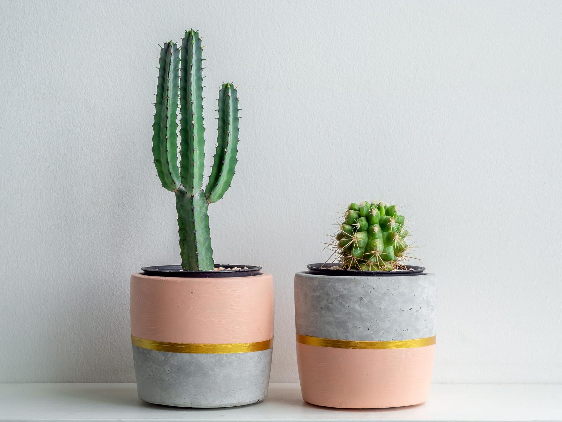 donde poner cactus en casa cactus feng shui y su ubicacion ideal