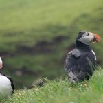 donde viven los frailecillos el misterioso fraile animal y su hogar