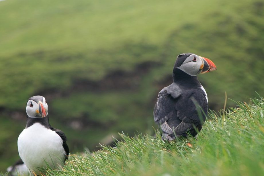 donde viven los frailecillos el misterioso fraile animal y su hogar