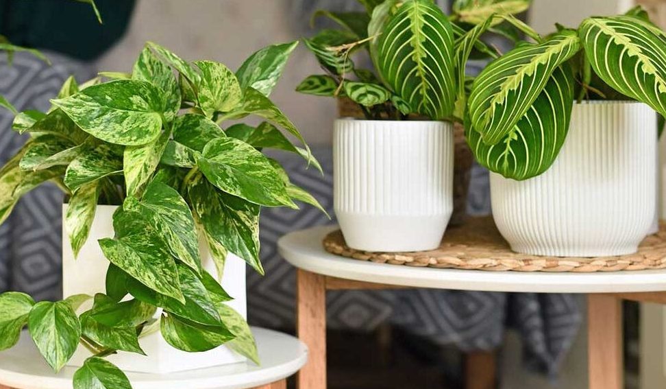 dracaena marginata exterior e interior descubre su versatilidad