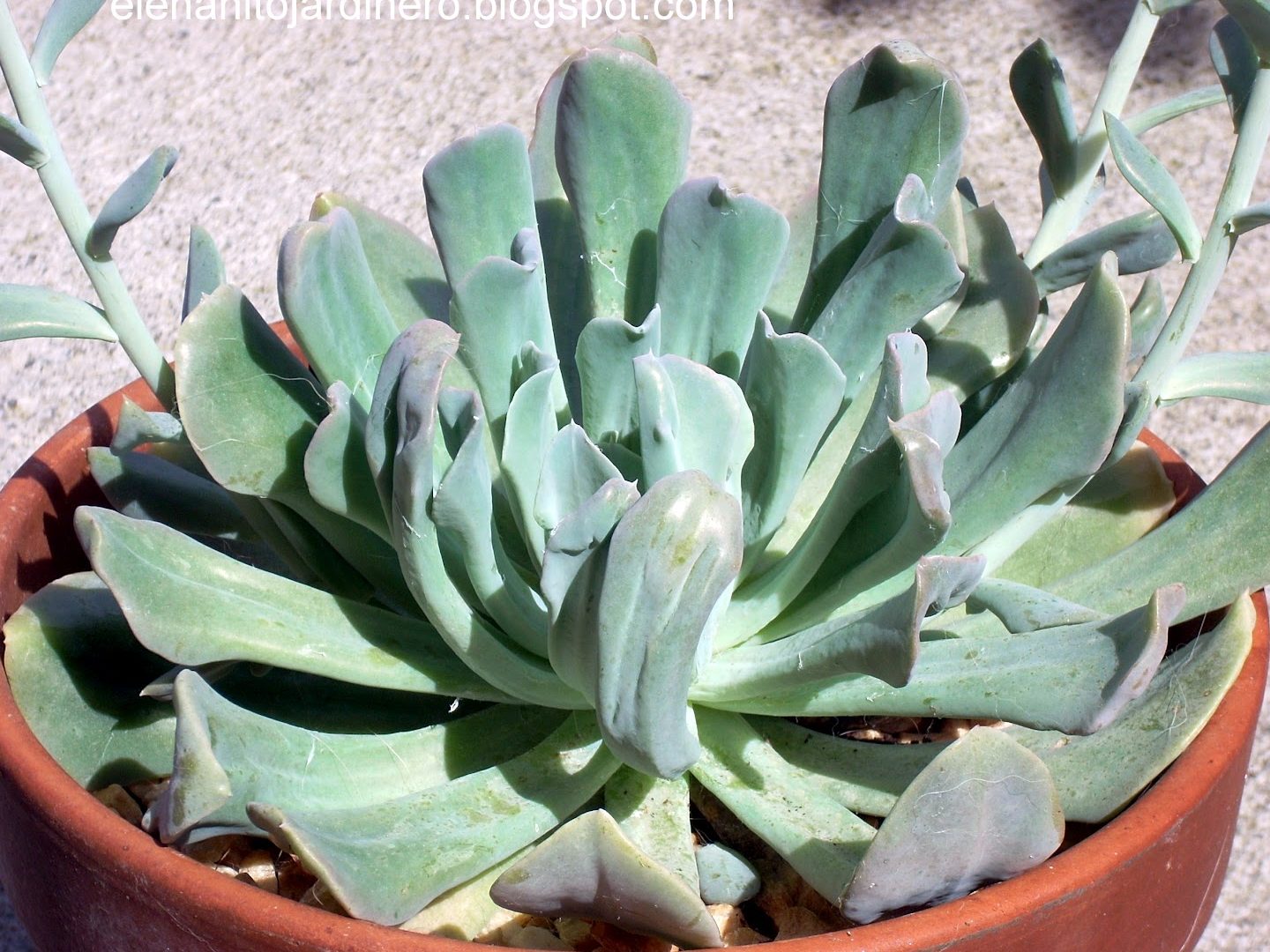 echeveria runyonii tipos cuidados y caracteristicas impresionantes