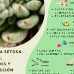 echeveria setosa flor cuidados y caracteristicas de la echeveria setosa