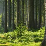 ecosistemas de bosques el fascinante mundo del ecosistema del bosque