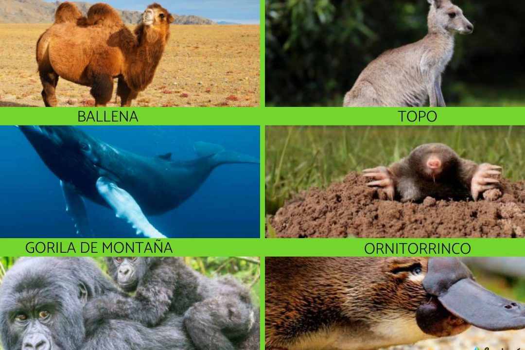 ejemplo de mamiferos tipos de mamiferos y ejemplos mamiferos