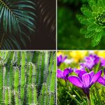 ejemplo de plantas clasificacion de tipos y especies de plantas
