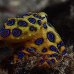 el animal mas peligroso del mundo cual es el animal mas peligroso del mundo entero