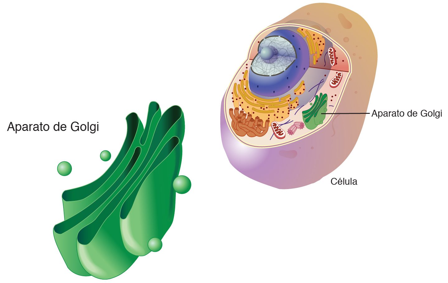 el aparato de golgi partes funciones y relaciones con organismos