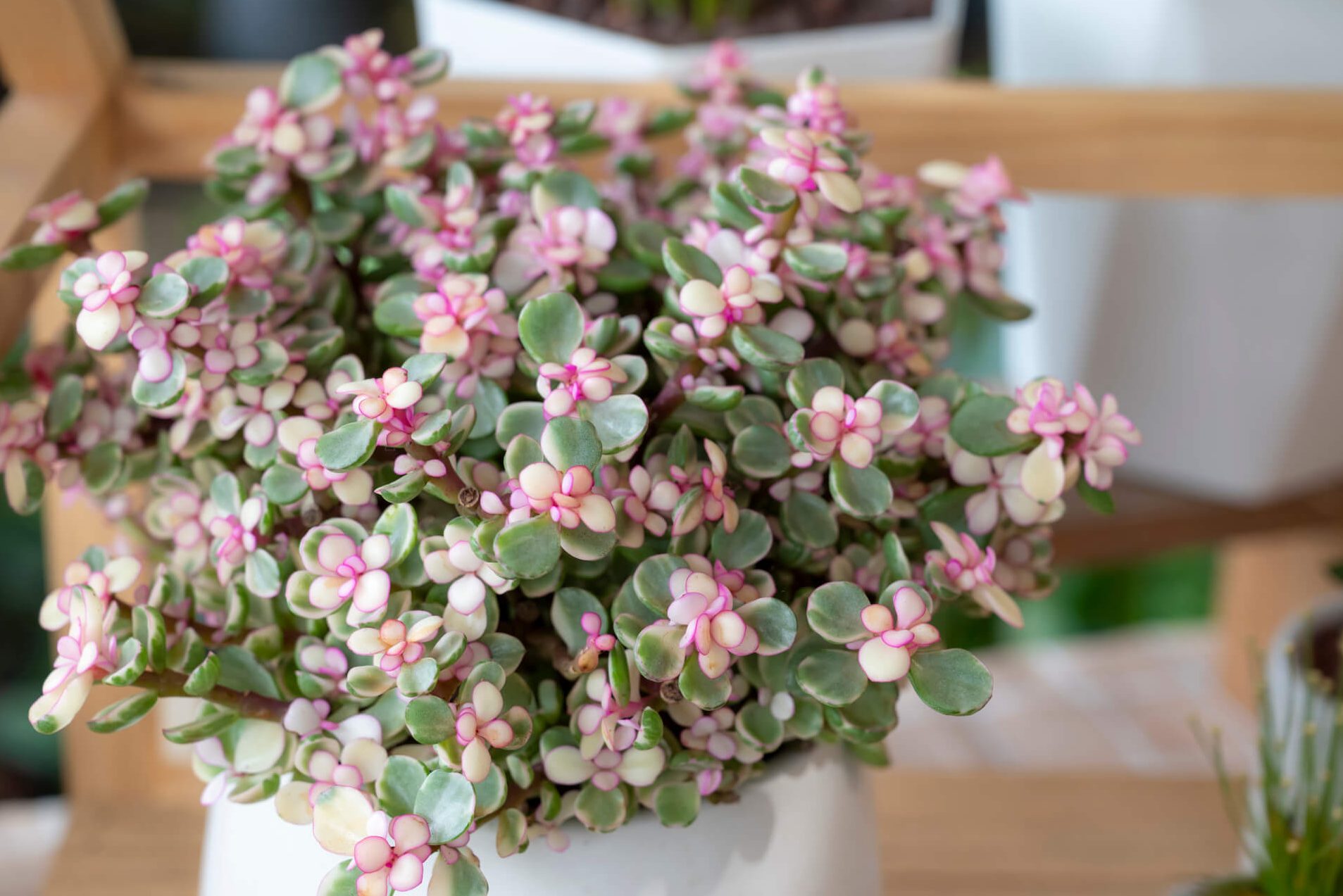el arbol de la abundancia planta de la abundancia y sus cuidados