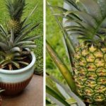 el arbol pina como es el arbol de la pina y su cultivo fascinante