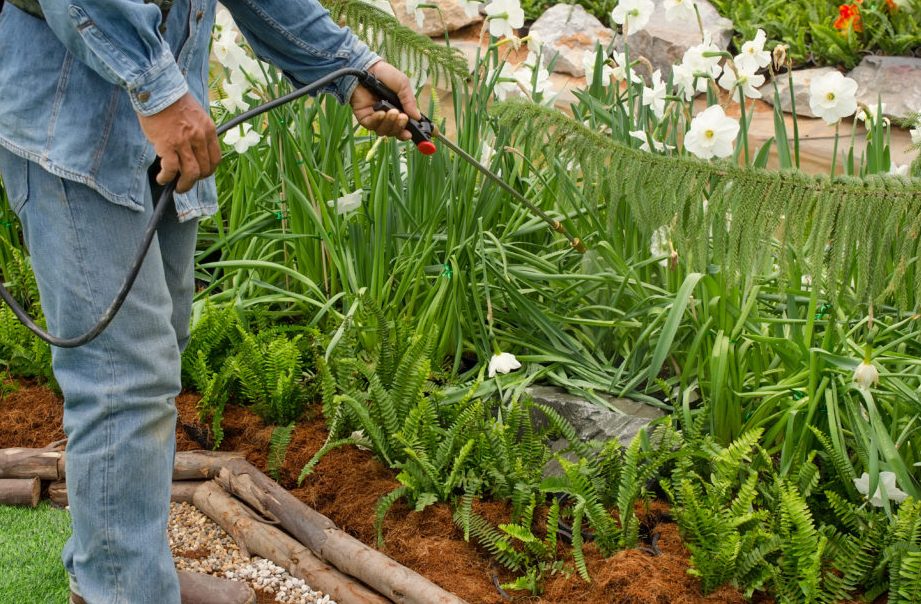 el azufre para las plantas beneficios usos y aplicaciones