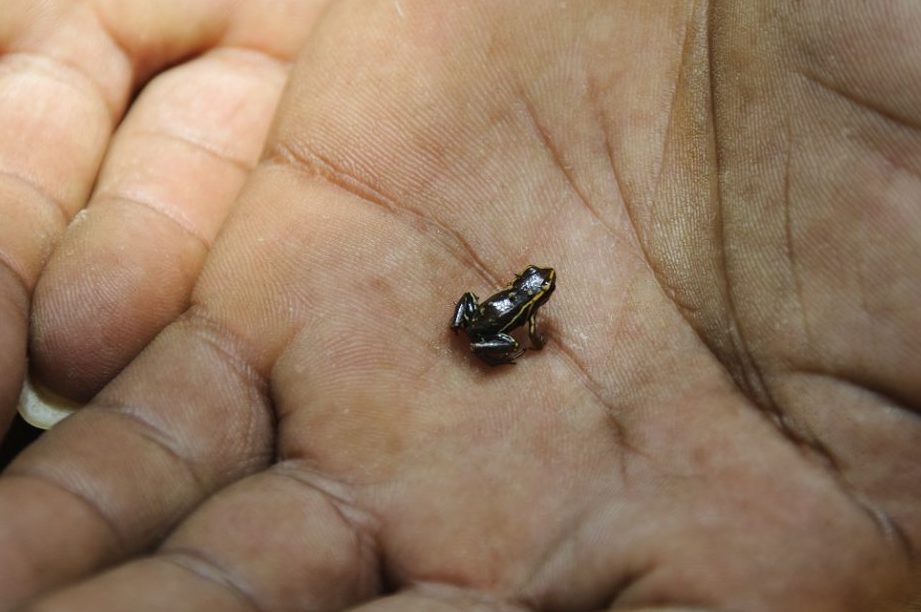 el bicho mas pequeno del mundo y otros animales diminutos