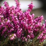 el brezo purpura cuidados y beneficios de esta maravillosa planta