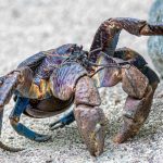 el cangrejo es vertebrado o invertebrado descubre la respuesta aqui