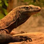 el dragon de komodo es venenoso mitos y realidades sobre este reptil