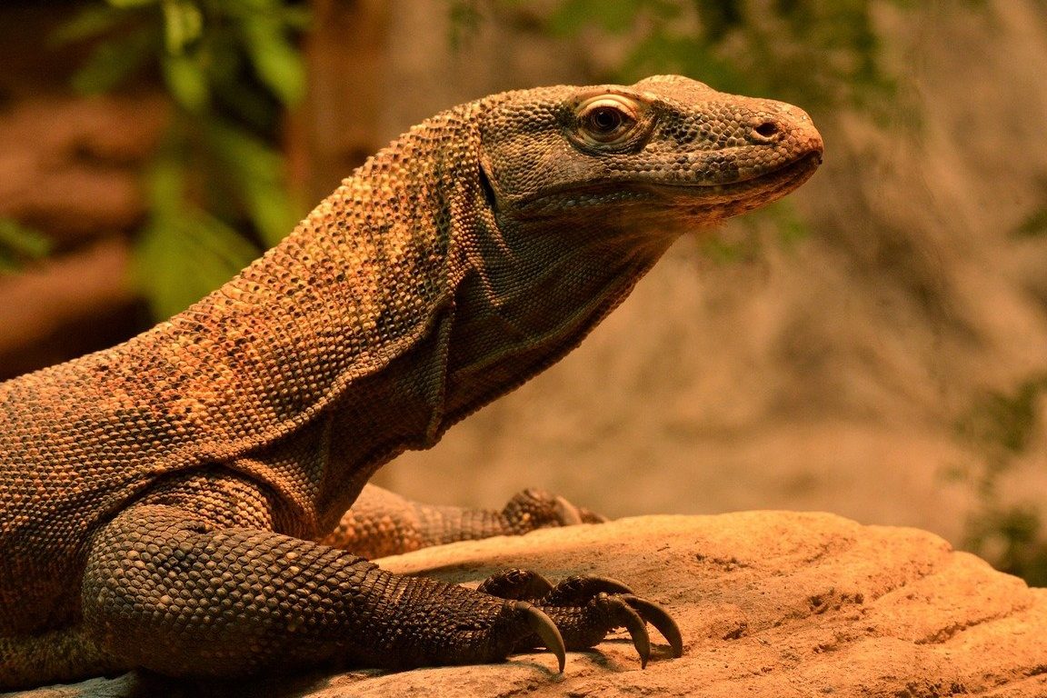 el dragon de komodo es venenoso mitos y realidades sobre este reptil