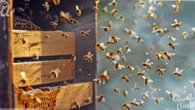 el fascinante ciclo de vida de las abejas desde la pupa hasta la adultez