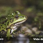 el fascinante ciclo de vida de las ranas y sus etapas