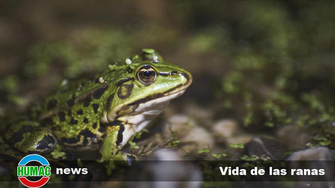 el fascinante ciclo de vida de las ranas y sus etapas