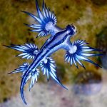 el fascinante mundo de las mariposas de mar un vinculo con el oceano