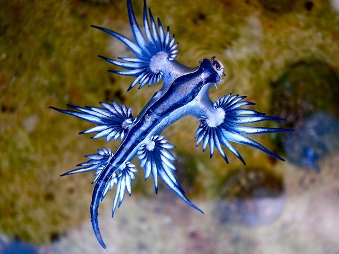 el fascinante mundo de las mariposas de mar un vinculo con el oceano