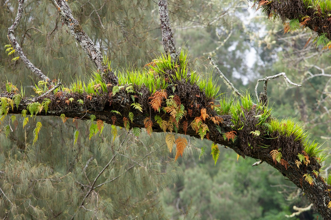 el fascinante mundo de lasepifitas supervivencia en alturas