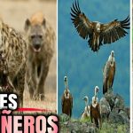 el fascinante mundo de los animales carroneros mamiferos que comen carrona