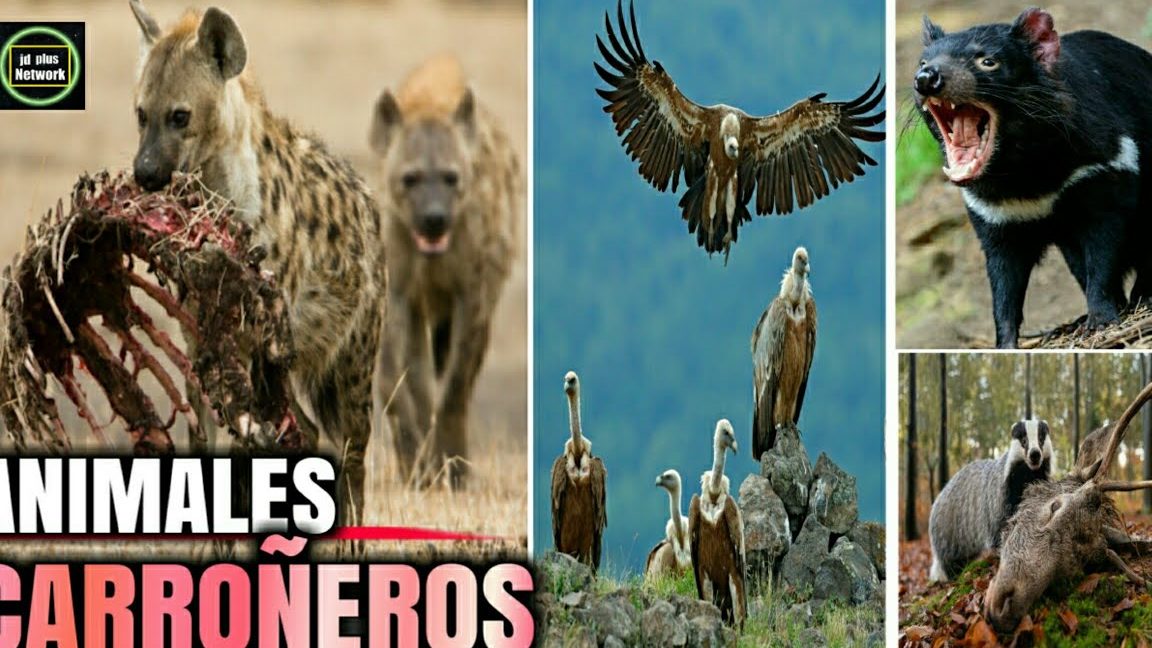 el fascinante mundo de los animales carroneros mamiferos que comen carrona